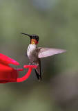 are-hummingbirds-in-houston-now