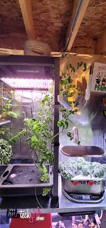 10 aerogarden tomato growing tips for