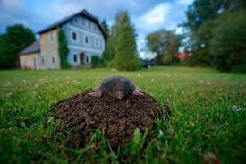 How can i get rid of fleas in my yard? cdc: How To Get Rid Of Moles And Voles Hgtv