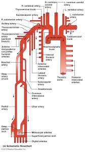 The Cardiovascular System Blood Vessels Infographic