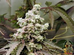 house and garden nutrients best weed