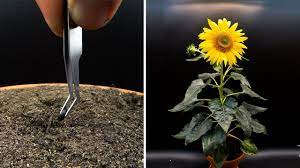 growing sunflower time lapse seed to