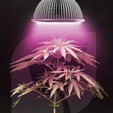 Maybe you would like to learn more about one of these? How To Use Led Grow Lights For Growing Cannabis