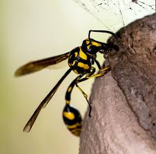 How To Clean Mud Dauber Wasp Nests From