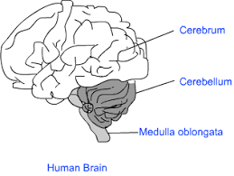 Human Brain Control And Coordination Class Ten