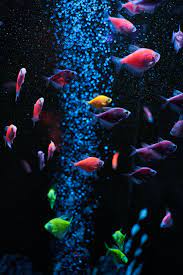 aquarium wallpapers for