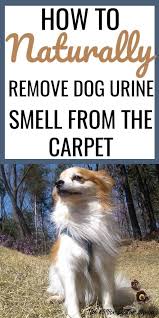 remove dog urine smell from the carpet