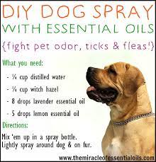 diy essential oil dog spray the