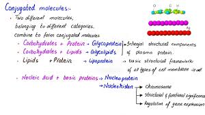conjugated molecules glycoprotein