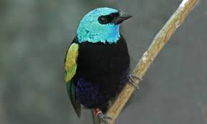 top 15 most colorful birds