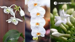 plantas de interior con flores blancas