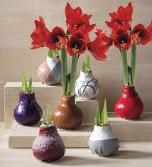 No-Water Wax Dipped Amaryllis Bulb - Black with Snow | VivaTerra