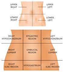The median plane is that which follows the linea alba and extends from the xiphoid process to the. Learn About Abdomen Chegg Com