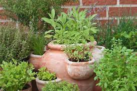 Perennial Herb Garden Propagation Place