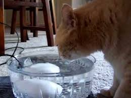 To keep your cat healthy, avoid using plants that are toxic to cats. Cat Drinks From Homemade Water Fountain Youtube