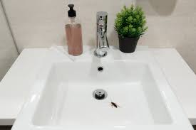 tiny black bugs in the bathroom