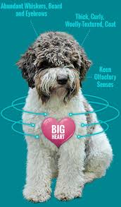 Breeder of lagotto romagnolo, italian truffle dog. Quality Lagotto Romagnolo Dogs For Sale In Minnesota And Upper Midwest