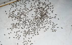 ants in my birmingham house