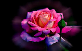 pink rose 3d background flowers