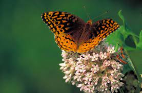 got milkweed erflies love this