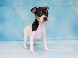 The most common fox terrier puppy material is metal. Toy Fox Terrier Puppies Pet City Pet Shops