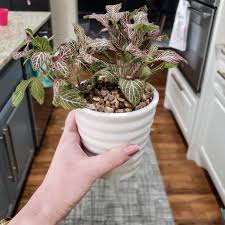 decorating with indoor plants plus