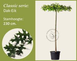 Oak tree, any tree of the genus quercus. Dak Eik Classic Moeraseik Vertrouwd Online Kopen