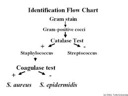 Bacteriology Flow Chart Medical Laboratory Science