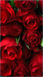 get rose flower 3d 3d roses hd phone