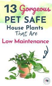 Low Light Cat Friendly House Plants Off