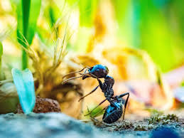 So bleibt die gelbe wegameise zwar hauptsächlich unter tage, dafür schüttet sie jedoch einen maulwurfsgroßen ameisenbau auf. Probleme Mit Ameisen Im Garten 4 Tipps Zur Abhilfe