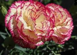 Maybe you would like to learn more about one of these? 20 Most Popular Flowers To Grow In A Garden Gardening Channel