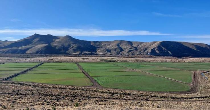 Innovación en Patagonia: del pasto natural a cultivos bajo riego