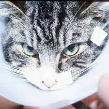 Affected cats may also have increased thirst and urination. Liver Problems In Your Cat Bishops Stortford Vets