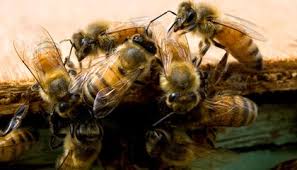 How long after a bee sting should it take for the swelling to completely subside? How A Stinging Swarm Of Bees Can Save A Life Smart News Smithsonian Magazine