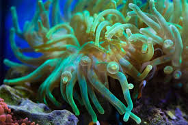 how to care for bubble tip anemones