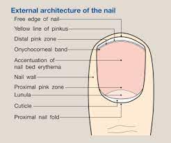 structure and function of skin hair