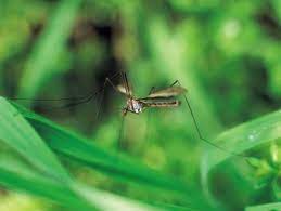 How To Manage Mosquitoes In The Garden