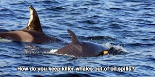 whales out of oil spills