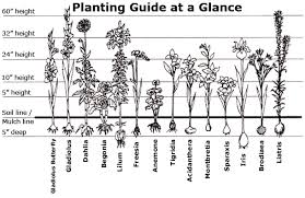 Spring Planted Bulbs Guide
