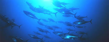 what are pelagic fish