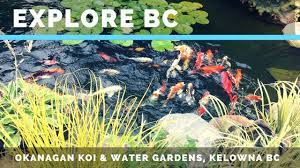 explore bc okanagan koi water