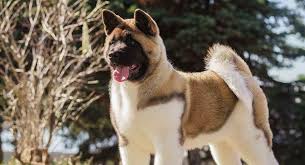 American Akita Is This Dog Right For You