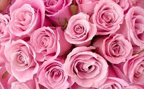 pink rose wallpapers 69 pictures