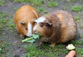 Caring For Guinea Pigs