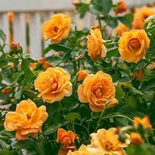 roses rose bushes