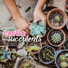 Growing Cacti Succulent Plants