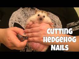 hedgehogs nails smoosh method