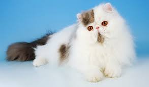 They are litter trained and well socialised as they are raised in our family home. Persian Cat Breed Information