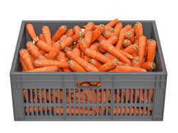 overwintering carrots steps for